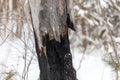 A tree trunk with a large black burn mark on it Royalty Free Stock Photo