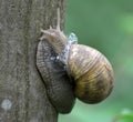 On the tree trunk - a large grape snail (Helix pomatia Royalty Free Stock Photo