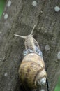 On the tree trunk - a large grape snail (Helix pomatia Royalty Free Stock Photo