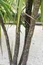 Tree trunk and leaves of agavaceae cordyline indivisa palm tree from new zealand