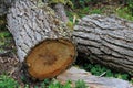 Tree trunk in lenga beech tree forest, Nothofagus Pumilio, Reserva Nacional Laguna Parrillar, Chile