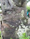 Tree Trunk with Lichen Close Up Royalty Free Stock Photo