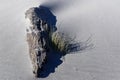 A tree trunk lies partially buried in the sand on a beach, it has some tussock growing beside it Royalty Free Stock Photo