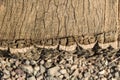 Tree trunk with little stones texture Royalty Free Stock Photo