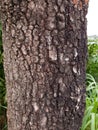 Tree trunk or the log texture and rough skin in surface Royalty Free Stock Photo