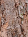 Tree trunk or the log texture and rough skin in surface with dirty for background Royalty Free Stock Photo