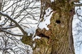 Tree trunk looks like face