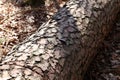 Tree trunk lying in the forest ground Royalty Free Stock Photo
