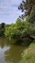 tree trunk lying on lake