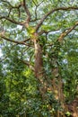 Tree trunk with many bromeliads and other parasites in rainfores Royalty Free Stock Photo