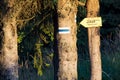 A tree trunk with a marking of a tourist route near a path among moss in a coniferous forest Royalty Free Stock Photo