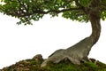 Tree trunk on moss covered ground, miniature bonsai tree on whit Royalty Free Stock Photo