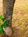 Tree trunk with moss and lichen on dry meadow Royalty Free Stock Photo