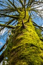 Tree trunk with the moss. Tree bark with green moss. Vertical photo of an old tree in a green forest