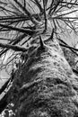 Tree trunk with the moss. Tree bark with moss. Vertical photo of an old tree in a forest in black and white