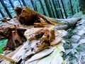 Tree trunk at mountain forest. Royalty Free Stock Photo