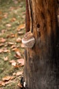 Tree trunk. Mushroom on the tree. Tree bark. Close-up. Side view. Tree trunk isolated. This has a clipping path. Tree trunk in a Royalty Free Stock Photo