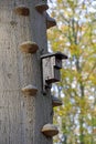 Tree trunk with mushrooms and birdhouse