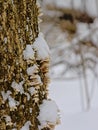 Tree trunk with mushrooms covered in snow