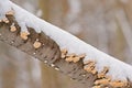 Tree trunk with mushrooms covered in snow