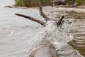 A tree trunk nailed to shore is rafted down the river in waves of water with transparent drops. Flooded areas by spring floods