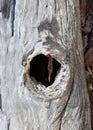 Tree Trunk with a natural hollow