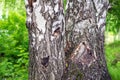 Tree trunk. Old birch. texture Royalty Free Stock Photo