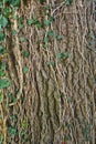 Tree trunk, old rough wood texture. Royalty Free Stock Photo