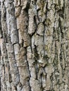 Tree trunk texture, wood texture, bronco, stem Royalty Free Stock Photo