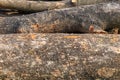 Tree trunk outer surface texture