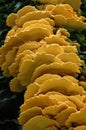 Laetiporus Sulphureus yellow tree fungus