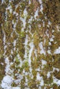 Tree trunk overgrown with green moss and snow-covered in winter in the forest Royalty Free Stock Photo