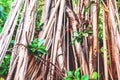 Tree trunk overgrown with lianas, natural background and texture