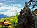 Tree trunk overhanging the landscape.