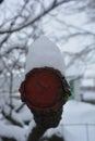 Tree trunk painted in red paint with a snowy lump on it, winter, bright weather and cold
