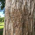 Tree trunk with a pattern of intricate, overlapping carvings forming a complex Royalty Free Stock Photo