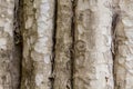 Tree trunk photo texture. Natural wood background. Pale timber with weathered bark. Faded wooden backdrop.