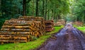 Tree trunk piles with a muddy forest road in the liesbos of Breda, The netherlands Royalty Free Stock Photo