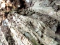 The tree trunk is porous and used as a nest for ants Royalty Free Stock Photo