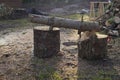 Tree Trunk ready to be cutted by chainsaw Royalty Free Stock Photo