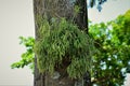 On the tree trunk a Rhipsalis baccifera in an urban area Royalty Free Stock Photo