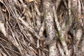 Tree trunk roots Royalty Free Stock Photo