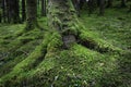 Tree trunk with roots covered with moss growing on forest floor Royalty Free Stock Photo