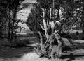 Tree Trunk Roots In Geyser Basin Yellowstone National Park