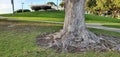 tree trunk with roots on a lawn in a park with a white arbor