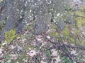 Tree trunk with roots and lichen and moss and sticks