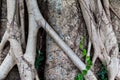 Tree trunk with roots