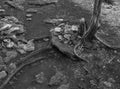 Tree trunk roots and stones in black and white