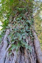 Tree Trunk With Roots and Vines Royalty Free Stock Photo