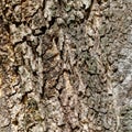 A tree trunk with a rough bark Royalty Free Stock Photo